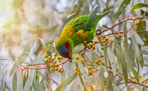 A green and yellow parrot with a red patch on its head perches on a tree branch, feeding on small round fruits among slender, elongated leaves.